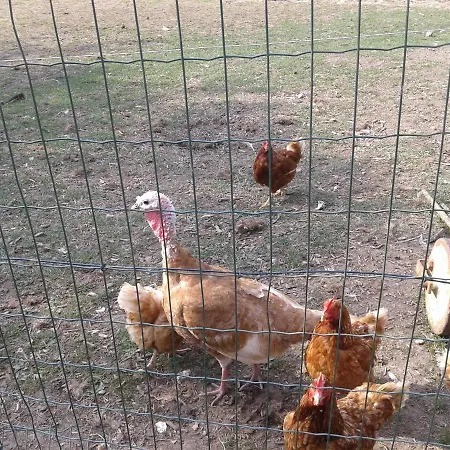 Frühstückspension D'hotes Elevage' Chemin Noir Verlinghem