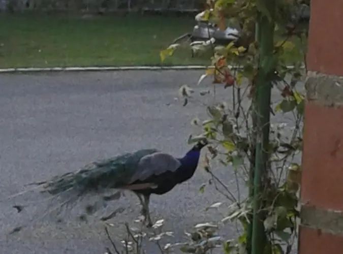 Couette-café D'hôtes élevage' Chemin Noir