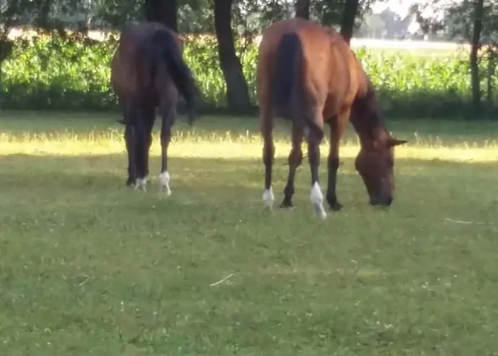 Couette-café D'hôtes élevage' Chemin Noir Verlinghem