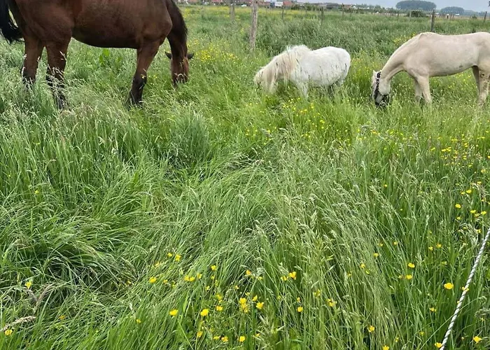 D'hôtes élevage' Chemin Noir 3* Verlinghem